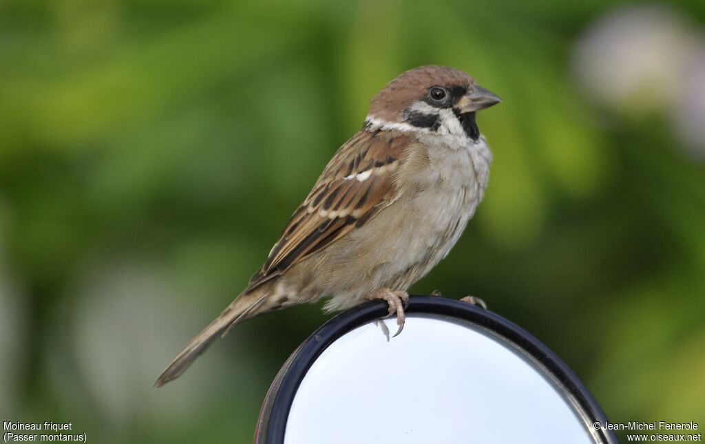 Eurasian Tree Sparrow