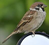 Eurasian Tree Sparrow