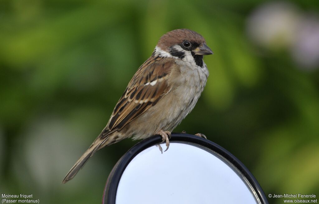 Eurasian Tree Sparrow