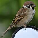 Moineau friquet