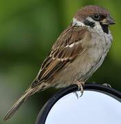 Eurasian Tree Sparrow