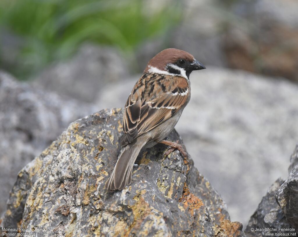 Eurasian Tree Sparrow