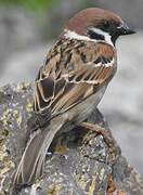 Eurasian Tree Sparrow