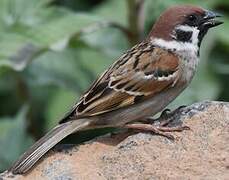 Eurasian Tree Sparrow