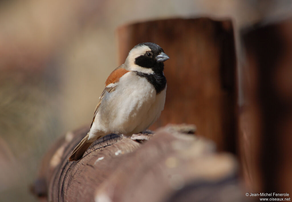 Cape Sparrow male adult, identification