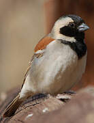 Cape Sparrow