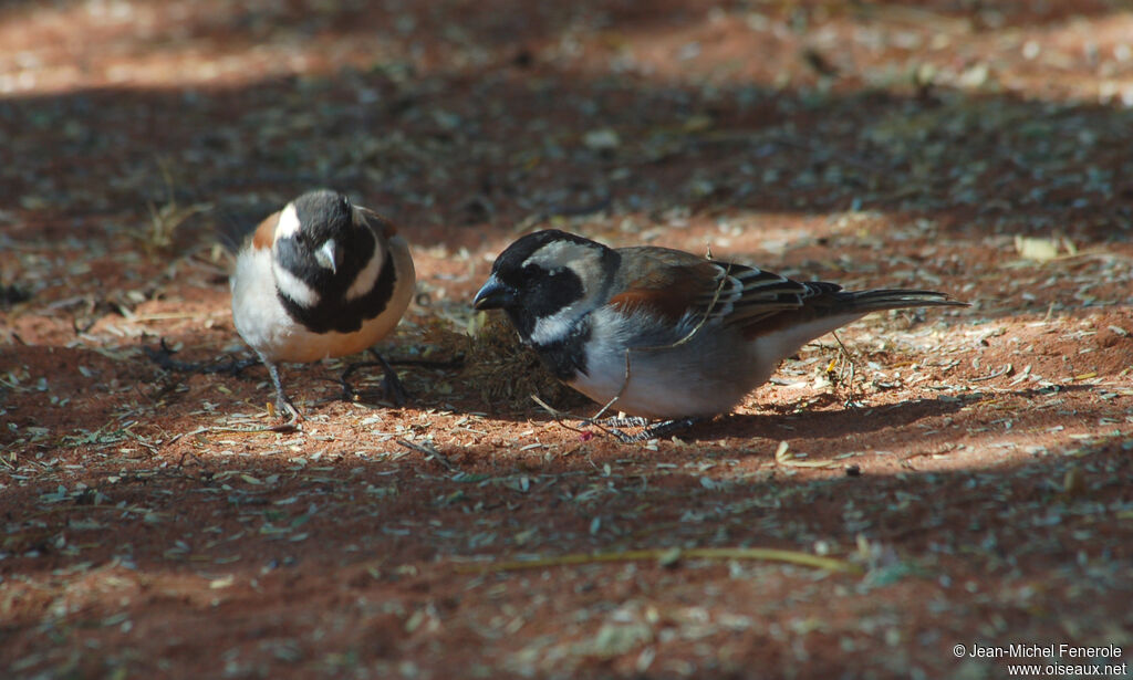 Cape Sparrow male adult, identification