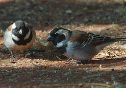 Cape Sparrow