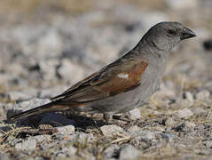 Parrot-billed Sparrow