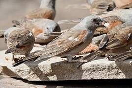 Parrot-billed Sparrow