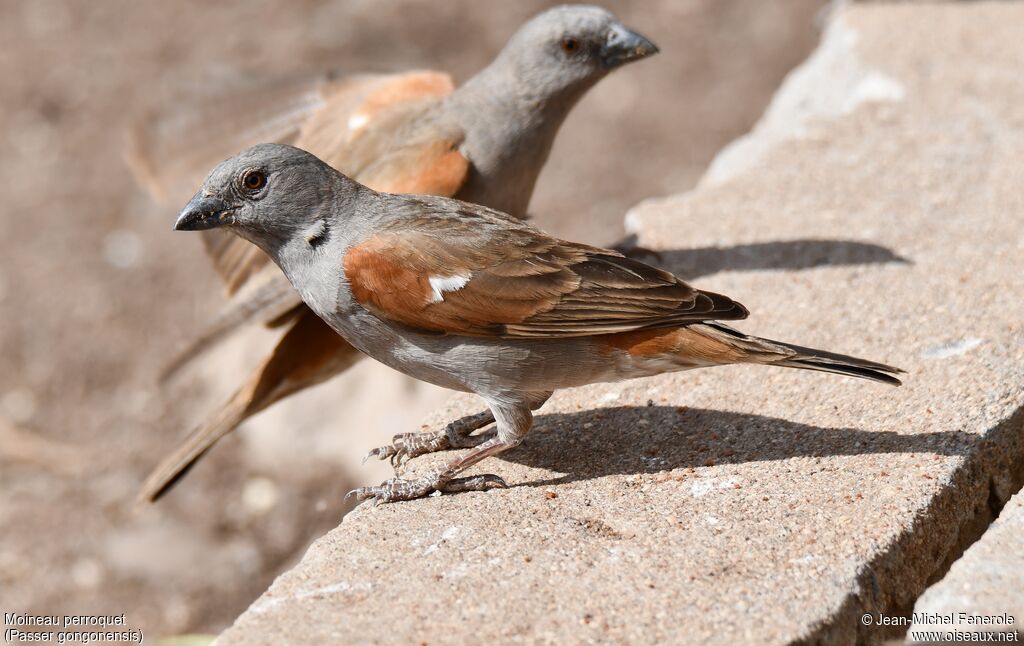 Moineau perroquet