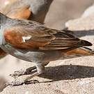 Moineau perroquet