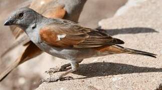 Parrot-billed Sparrow