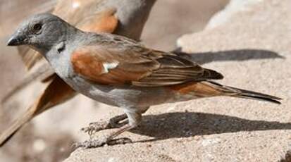 Moineau perroquet