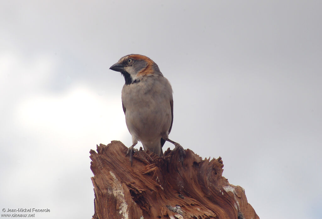 Kenya Sparrow