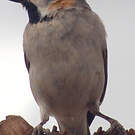 Moineau roux