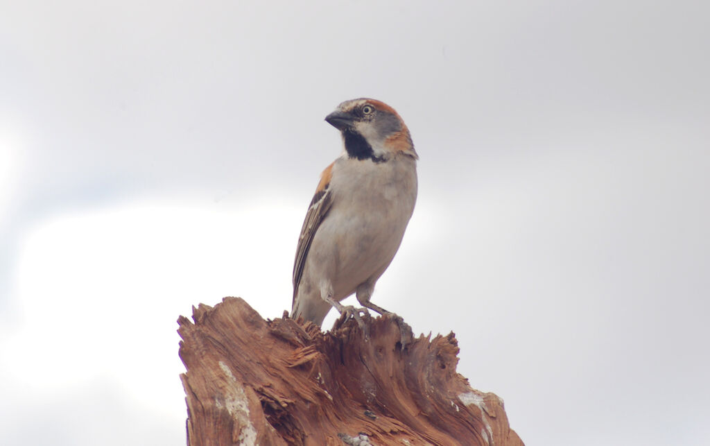 Kenya Sparrow