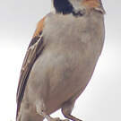 Moineau roux
