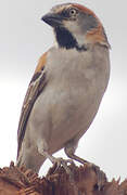 Kenya Sparrow