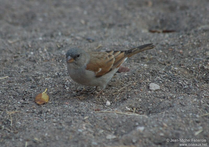 Southern Grey-headed Sparrowadult, identification