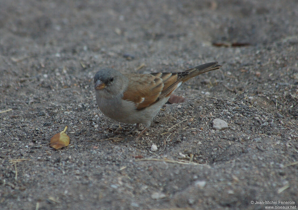 Moineau sud-africainadulte, identification