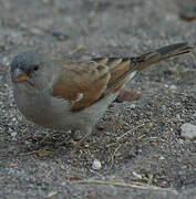 Moineau sud-africain