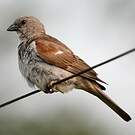 Moineau sud-africain