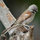 Moineau sud-africain
