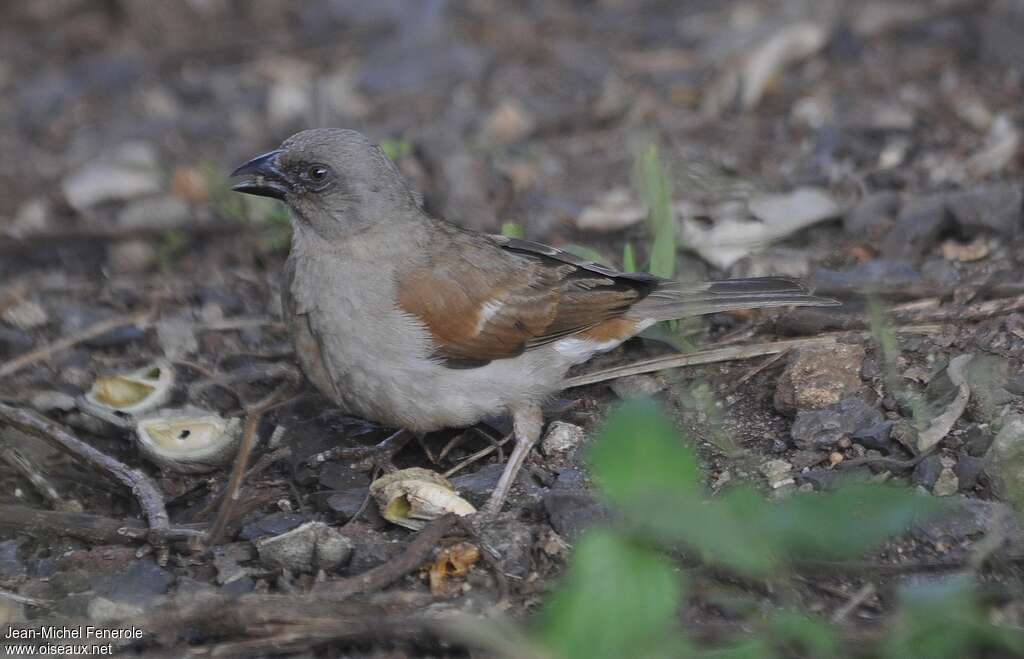 Swahili Sparrowadult, eats