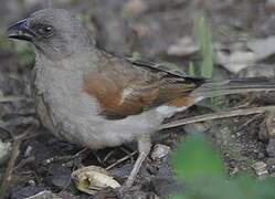 Swahili Sparrow