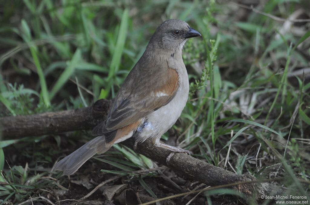 Swahili Sparrow