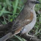 Moineau swahili