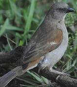 Swahili Sparrow