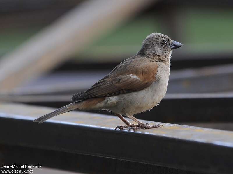 Swahili Sparrow, identification