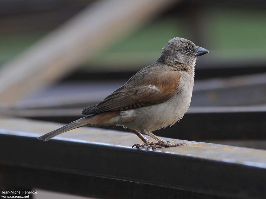 Moineau swahili, identification