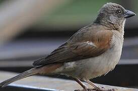 Swahili Sparrow