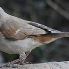 Moineau swahili