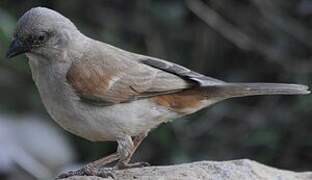 Swahili Sparrow