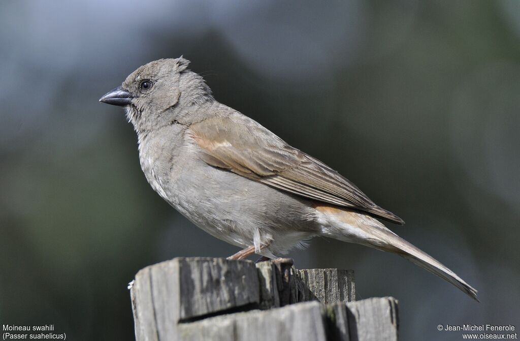 Swahili Sparrow