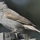 Moineau swahili