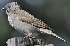 Swahili Sparrow