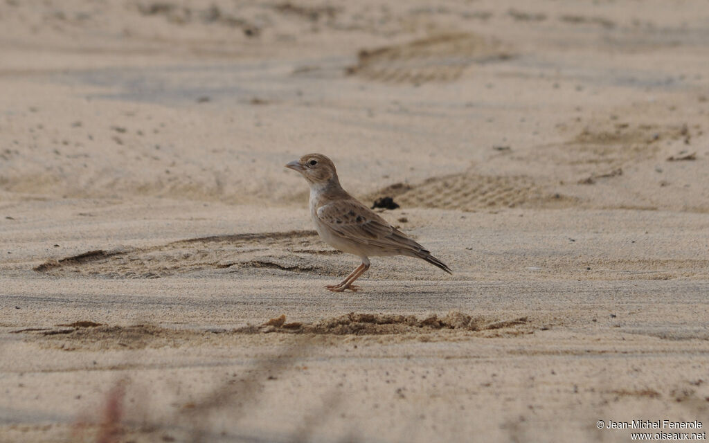 Black-crowned Sparrow-Lark female adult