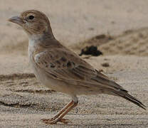 Black-crowned Sparrow-Lark