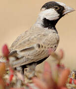 Black-crowned Sparrow-Lark