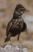 Chestnut-backed Sparrow-Lark