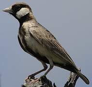 Fischer's Sparrow-Lark