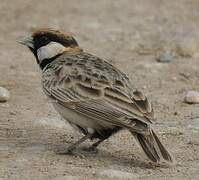 Fischer's Sparrow-Lark