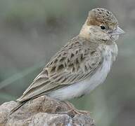 Fischer's Sparrow-Lark