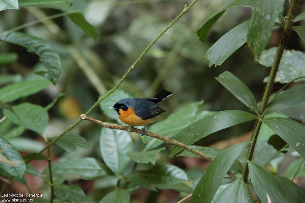 Spectacled Monarchadult, habitat, pigmentation