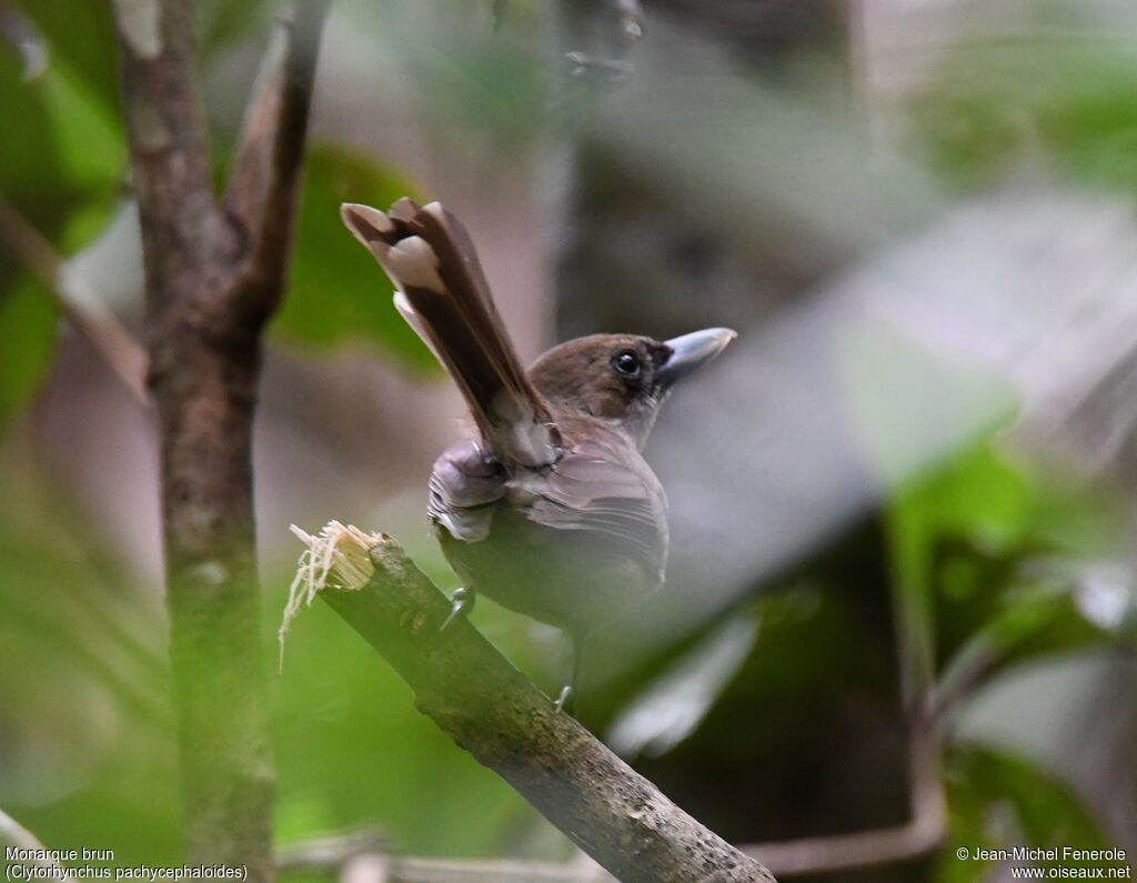 Southern Shrikebill